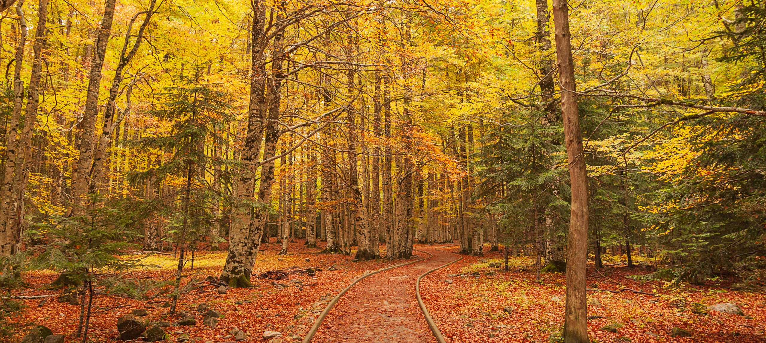 Colori autunnali: 5 trucchi per fotografare il foliage come i professionisti