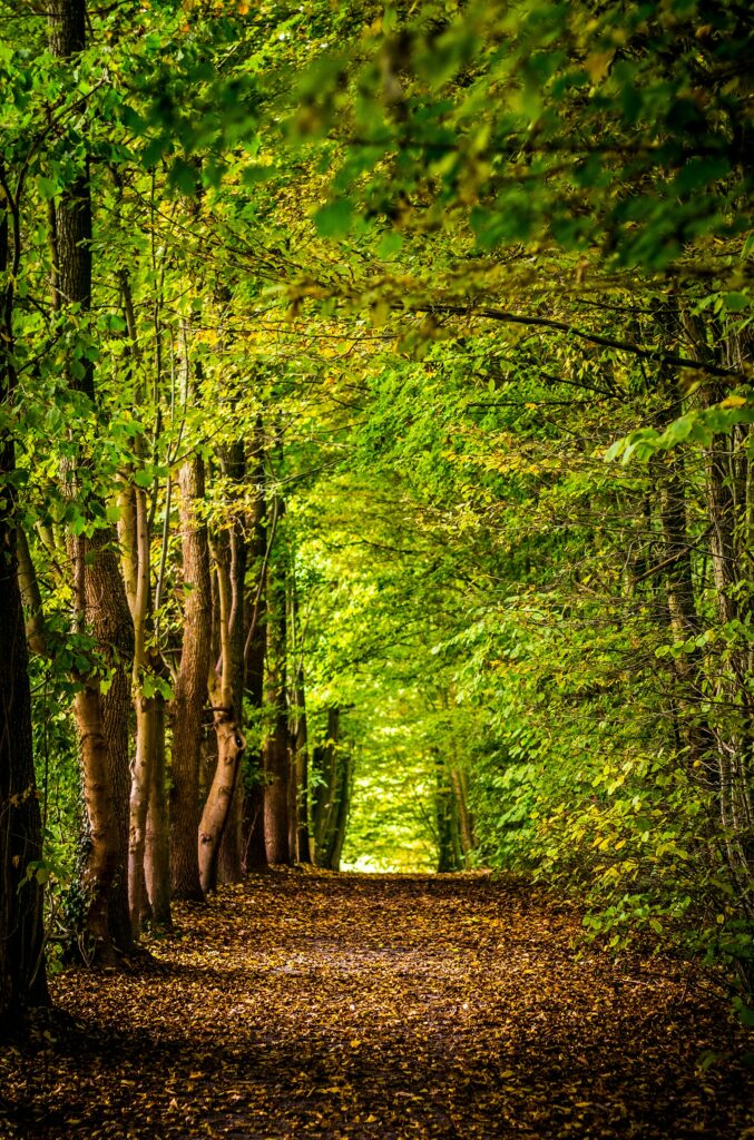 foto bosco primavera